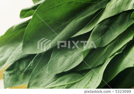 菠菜 菠菜 5323099