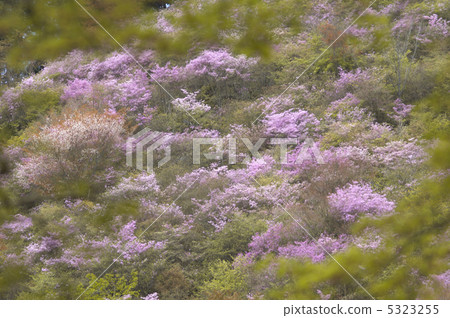 Mountain azalea of Kaohsiung 5323255