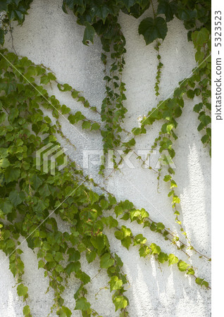 Ivy Ivy 5323523
