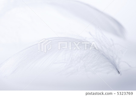 羽毛 羽毛 5323769