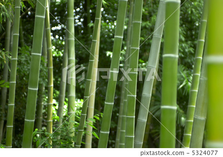  Bamboo grove 5324077