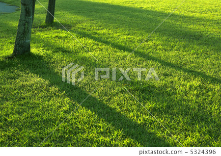 草坪和樹影 草坪和樹影 5324396