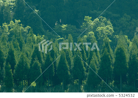 雪松森林 5324532