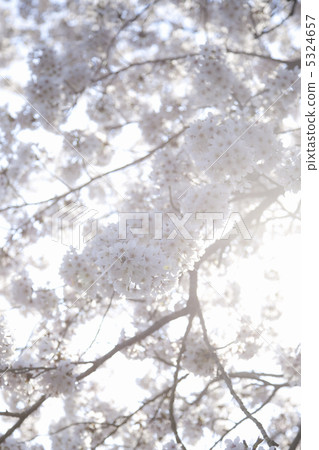 Cherry Blossoms	 5324657