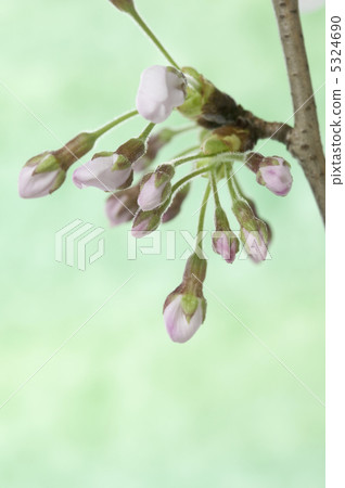 櫻桃芽 5324690