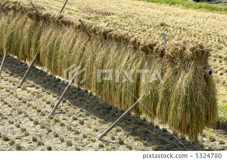 harvest harvest 5324780