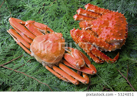 King crab and snow crab 5324851