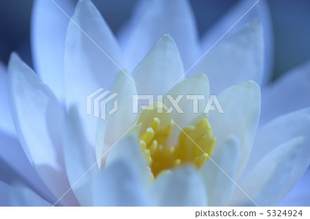 Water lily 5324924