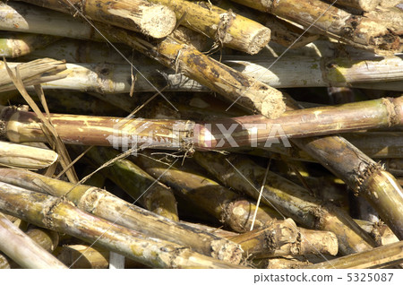 sugar cane sugar cane 5325087