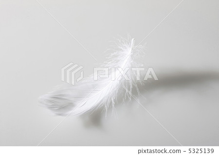 羽毛 5325139
