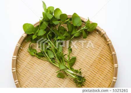 五帶錦魚 五帶錦魚 5325261