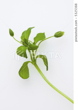 五帶錦魚 5325388