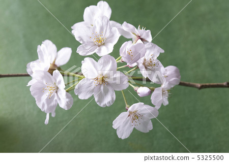 Sakura Sakura 5325500