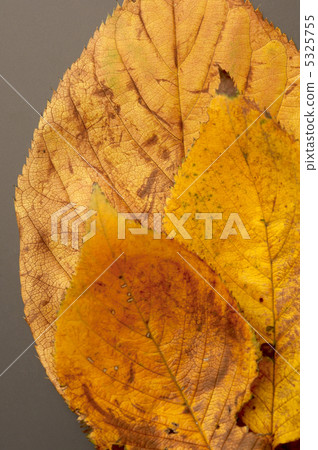 Fallen leaves Fallen leaves 5325755