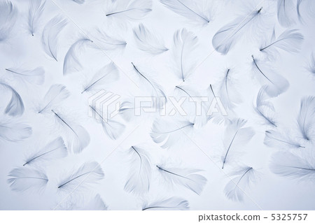 wing wing 5325757