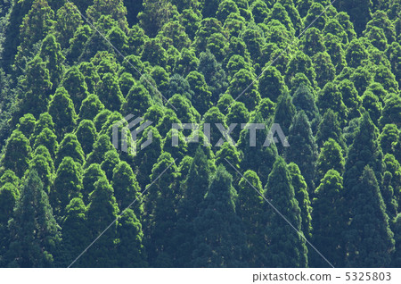 森林 森林 5325803