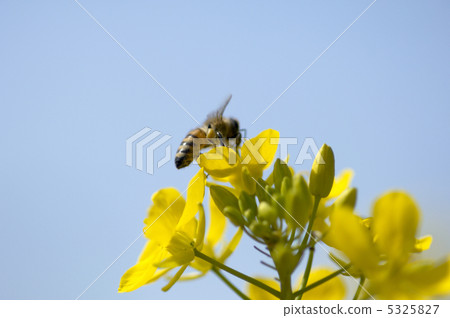 Rape blossoms and bees 5325827
