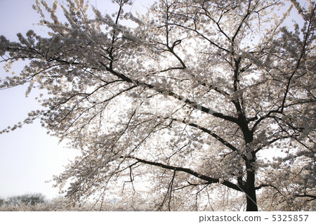 Cherry Blossoms Cherry Blossoms 5325857