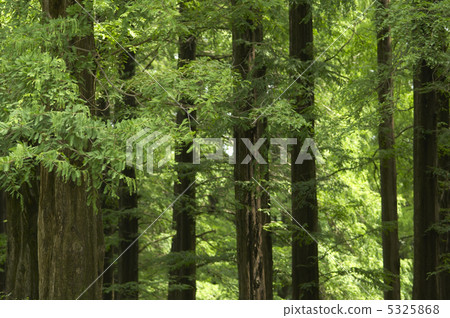 Mino of Fir Tree 5325868