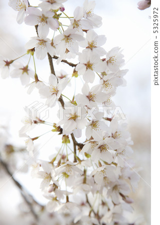 Cherry Blossoms	 5325972