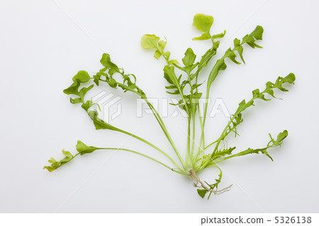 Lamium amplexicaule 5326138