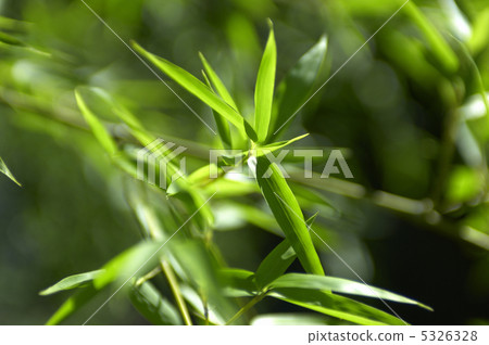 竹葉 5326328
