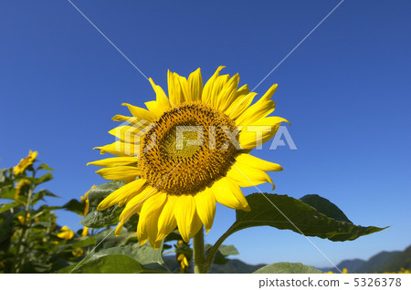 Sunflower field Sunflower field 5326378
