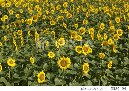 Sunflower field Sunflower field 5326494