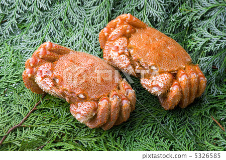 Hairy crab Hairy crab 5326585