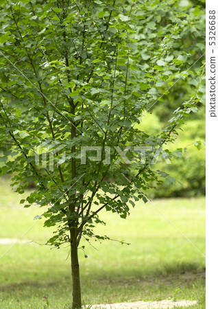木蘭年輕樹 5326688