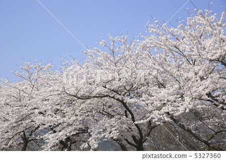 櫻桃樹 5327360