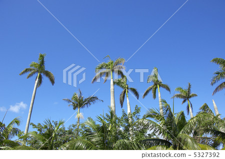 棕櫚樹 棕櫚樹 5327392
