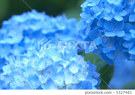 繡球 繡球 5327481