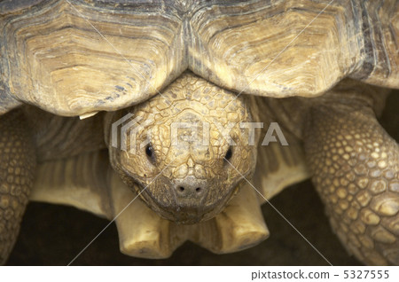 龜殼 5327555