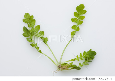 Lamium amplexicaule 5327597