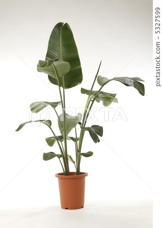 Banana leaf　 5327599