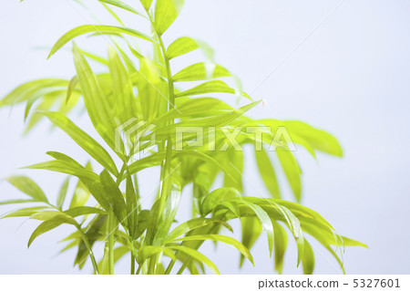 Table palm Table palm 5327601