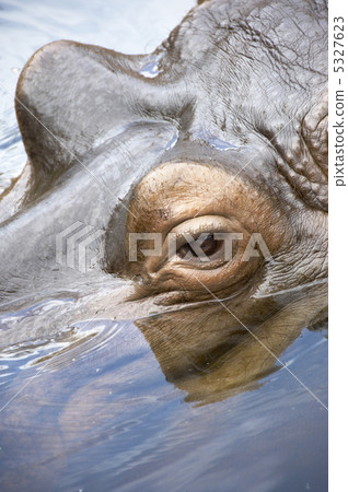 Hippopotamus 5327623