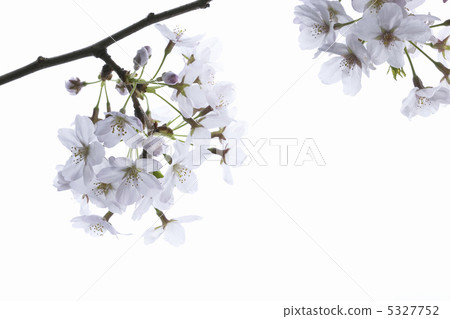 櫻花 櫻花 5327752