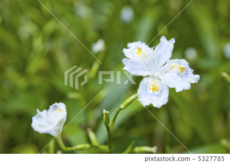 Shaga的花朵 Shaga的花朵 5327785