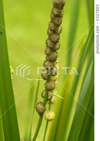 Oomikuri Oomikuri 5327883