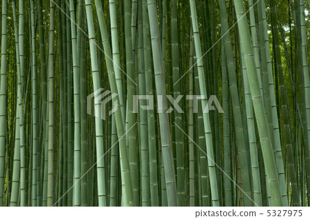  竹林 5327975