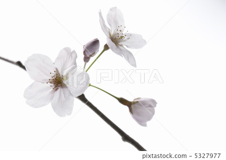 櫻花 5327977