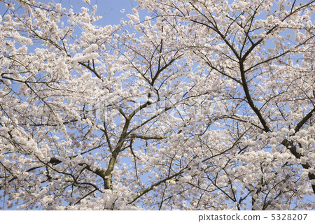 Cherry Blossoms	 5328207