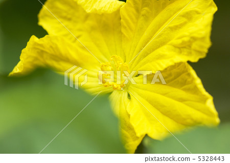 Loofah flowers 5328443