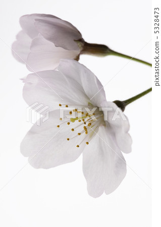 櫻花 櫻花 5328473