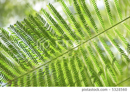 鋤頭豹葉 5328560