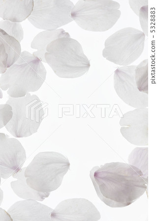 櫻花 櫻花 5328883