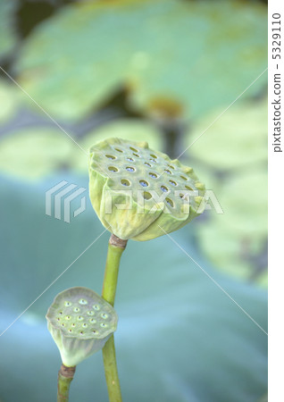 Tropical water lily Tropical water lily 5329110