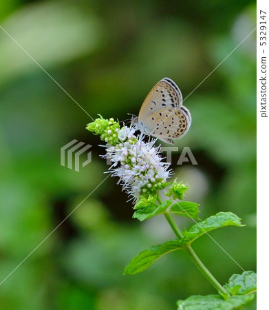 Yamato shizimi sucking white flower nectar 5329147